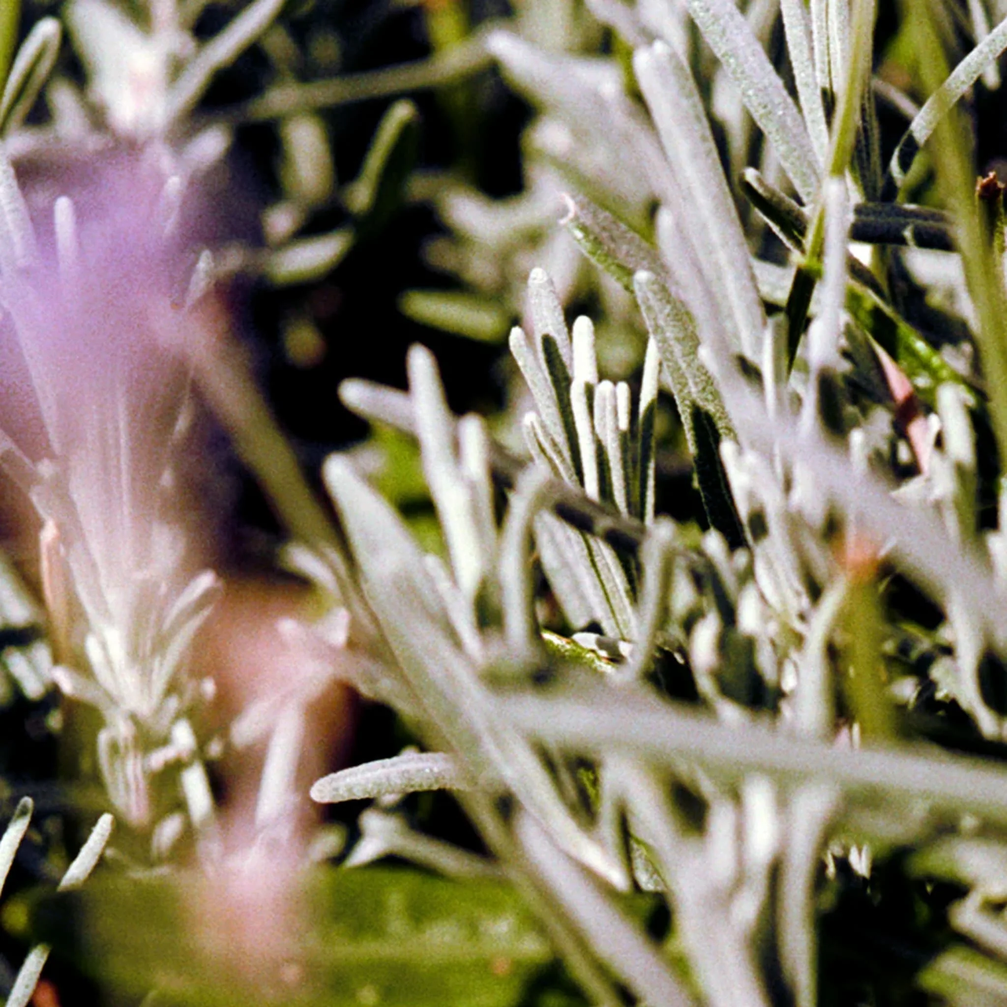 124 Body Lotion Sage/Rosemary/Lavender - L:A Bruket - Image 3