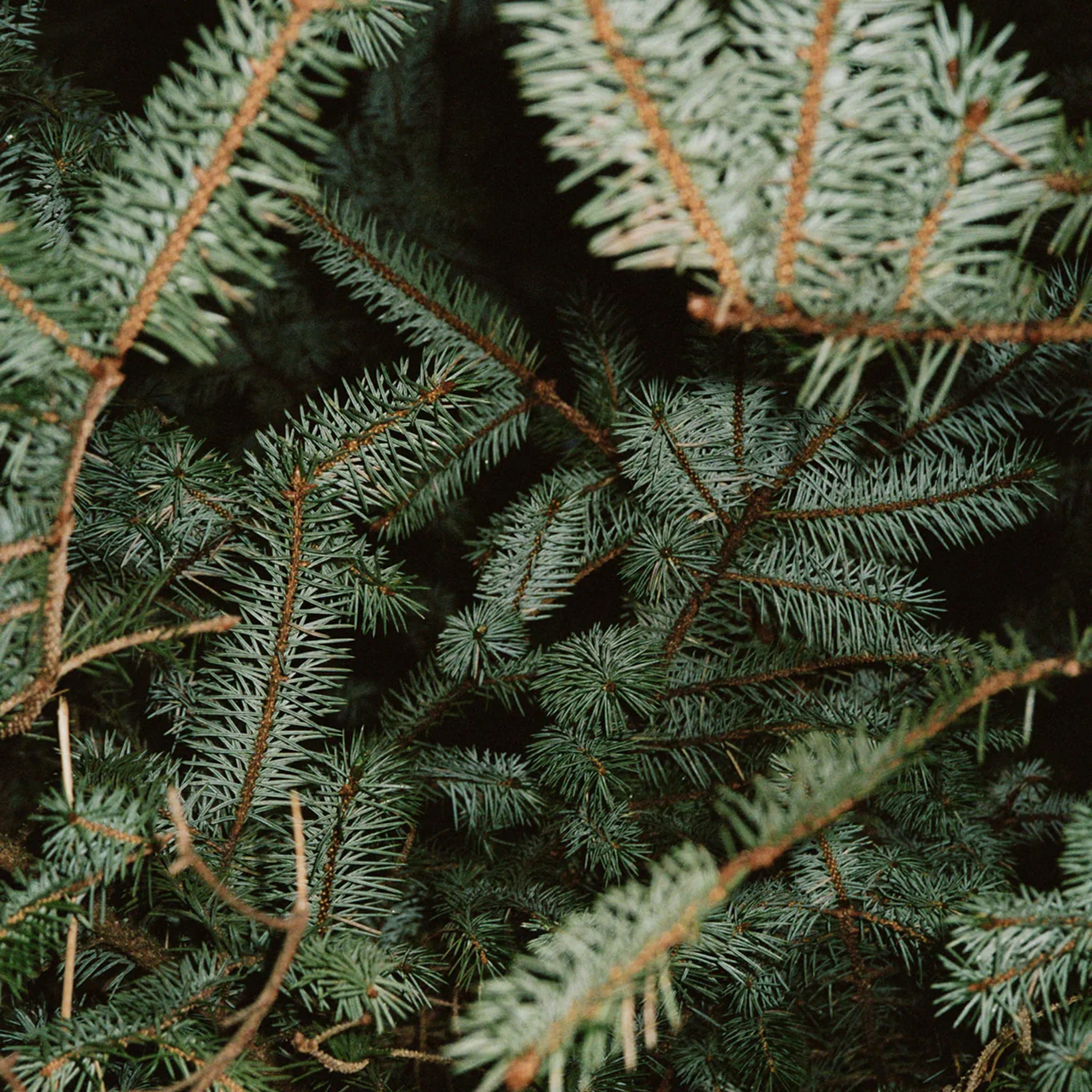 221 Hand Cream Spruce - L:A Bruket - Image 3