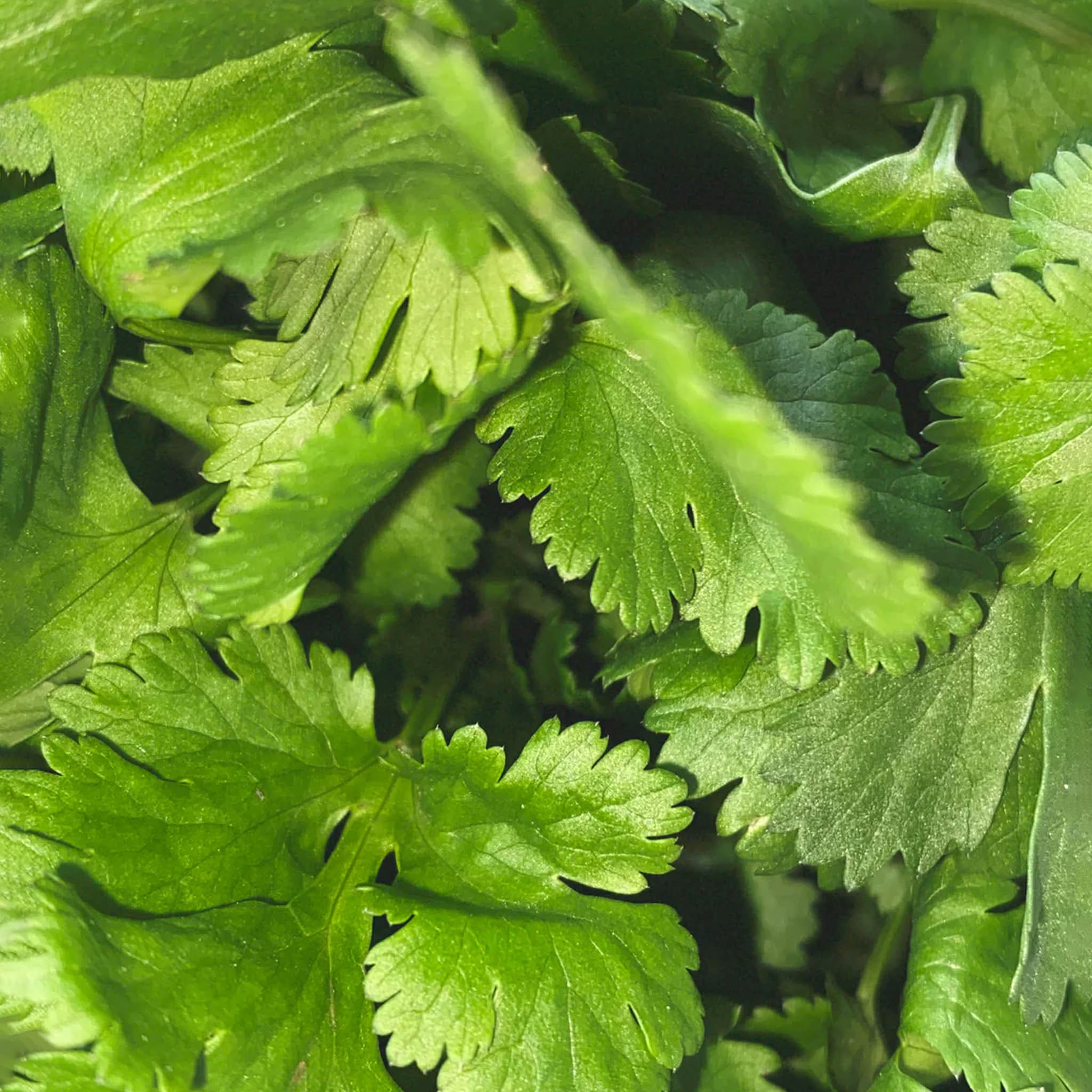 318 Room Diffuser Coriander - L:A Bruket - Image 3