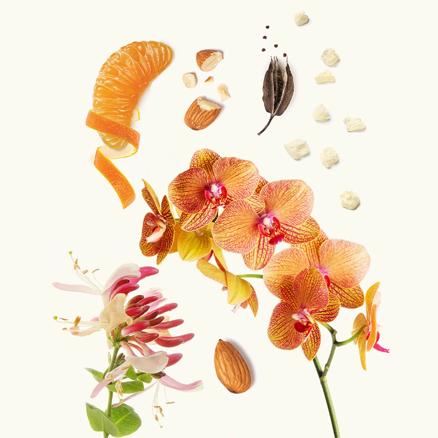 Almond - Widian by AJ Arabia - Image 2