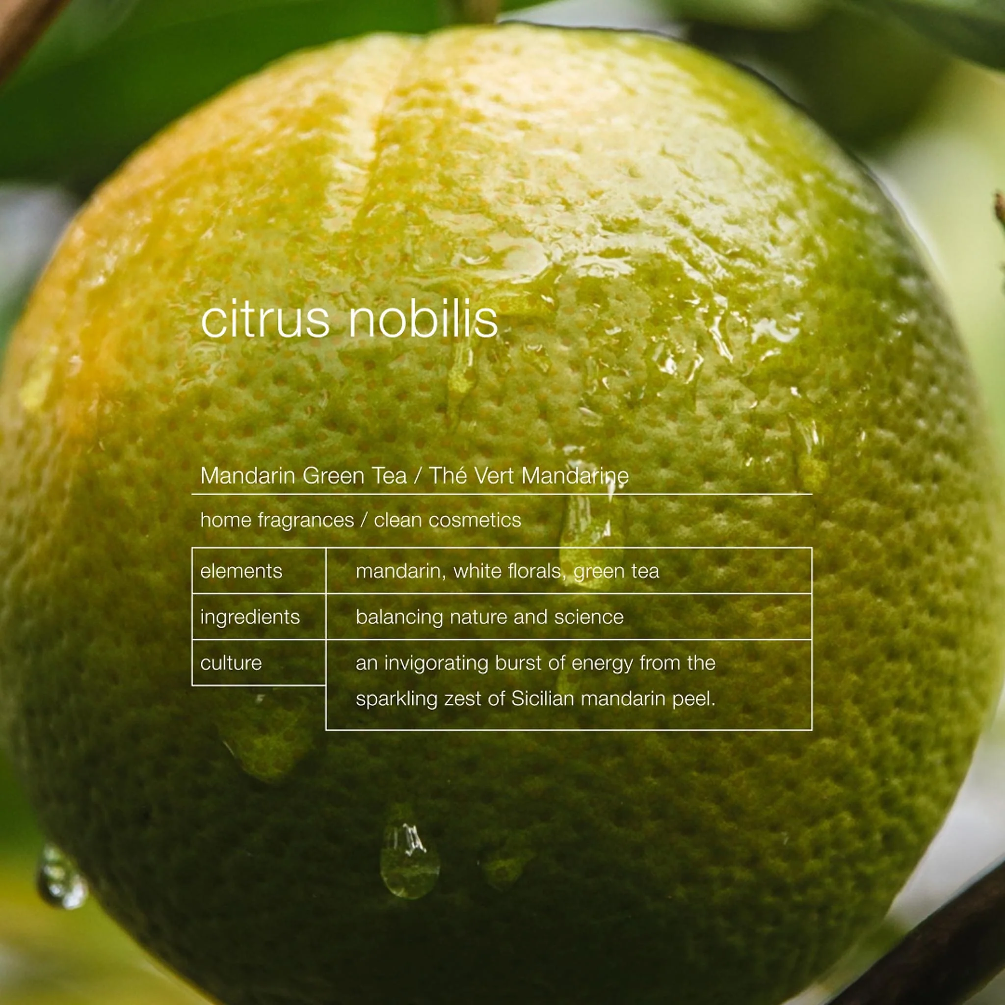 Citrus Nobilis Purifying Body Wash - Zenology - Image 3