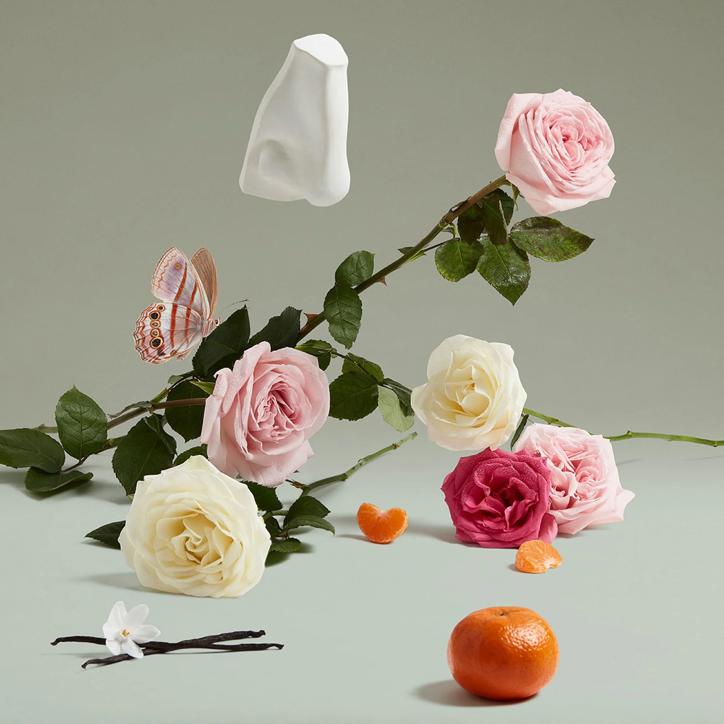 Duchess Rose Edp - Penhaligon's - Image 3