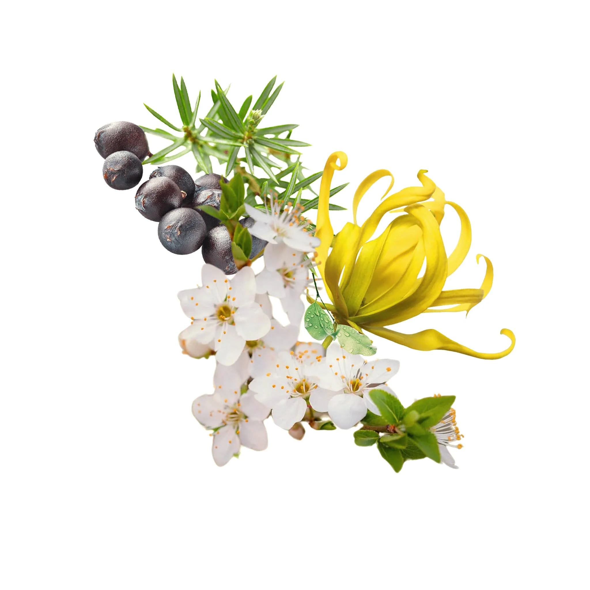 Floreale - The Essential Cocktail - Image 3