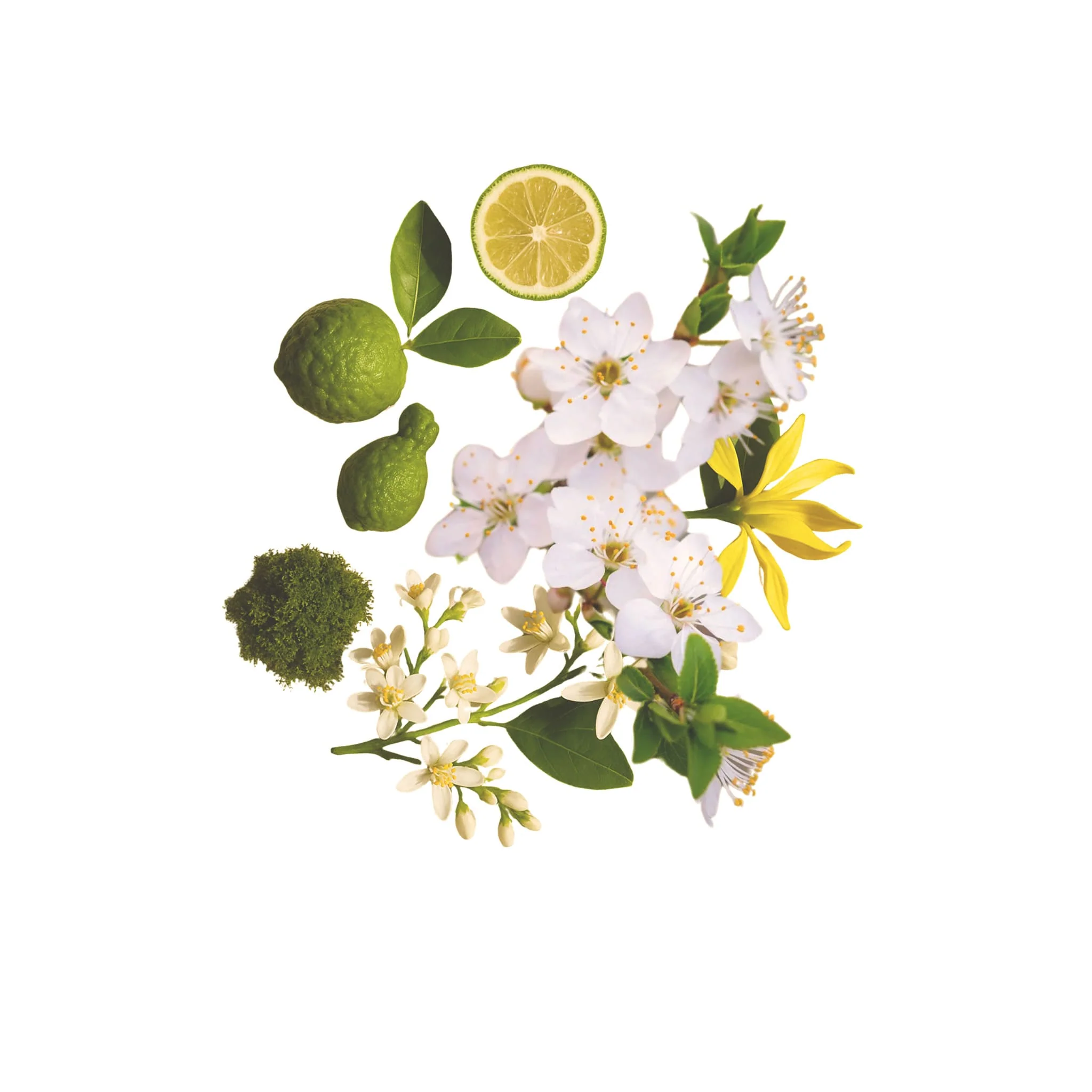 Neroli - The Essential Cocktail - Image 2