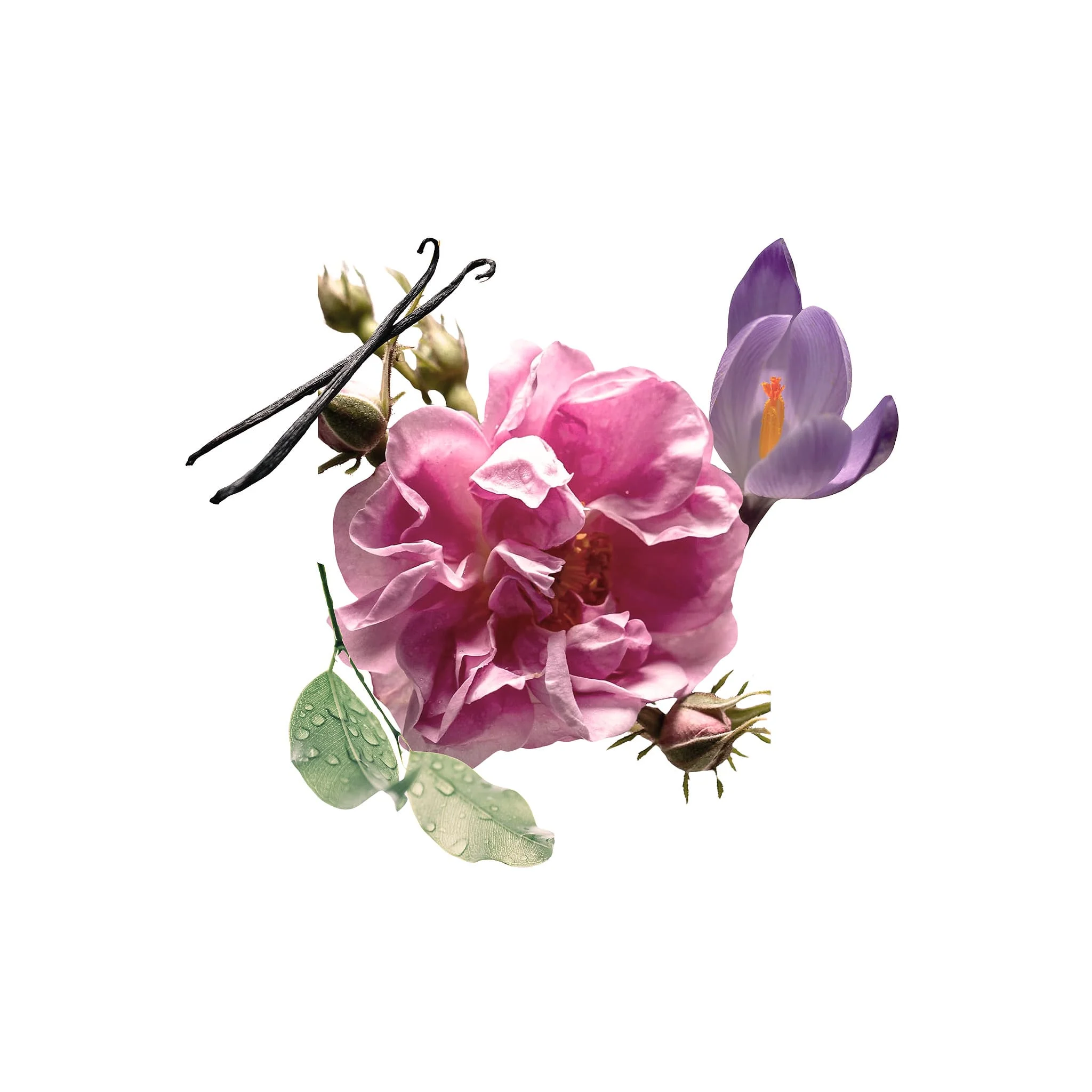 Rosa - The Essential Cocktail - Image 2